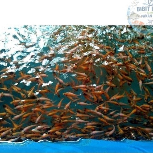 bibit / benih ikan nila merah 1 jari per ekor ( bibit ikan nila hidup )( hanya instan ) / bibit ikan