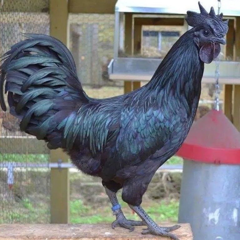 telur ayam cemani lidah hitam