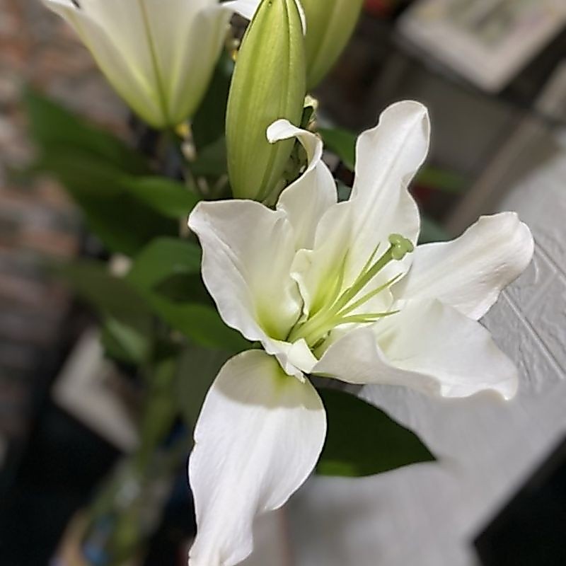 bunga Lily fresh bunga lily asli buket bunga buket bunga Lily asli buket bunga mawar buket bunga lil