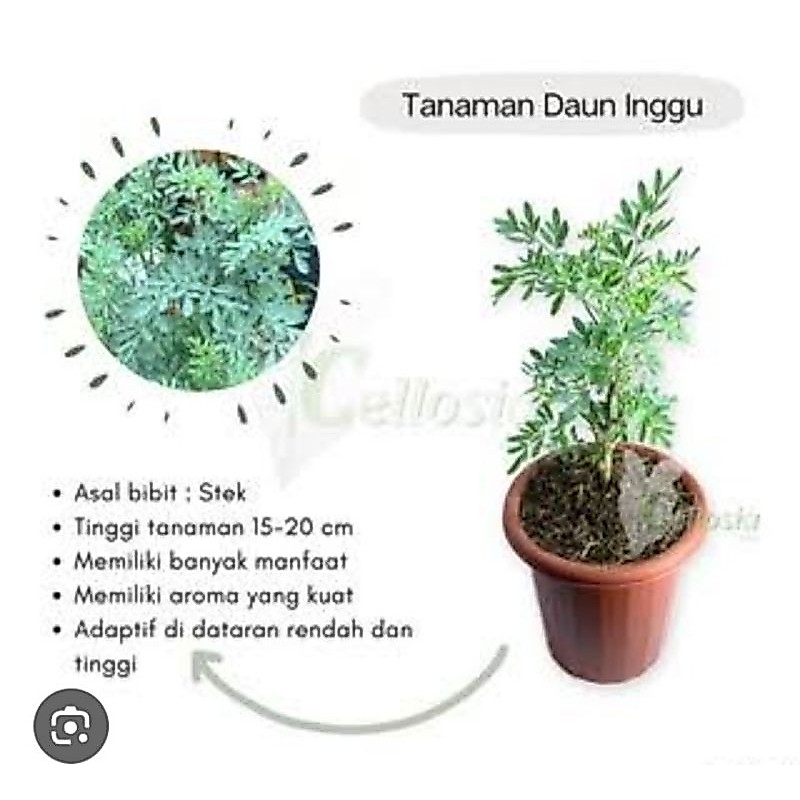 TANAMAN INGGU HERBAL