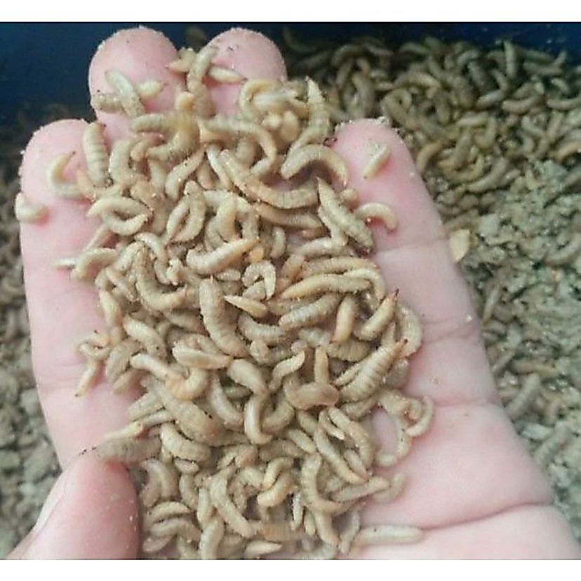 larva#Maggot Magot Bsf Fresh 500 gram# Pakan Burung dan Ikan#magot hidup#magot bsf#magot super hidup