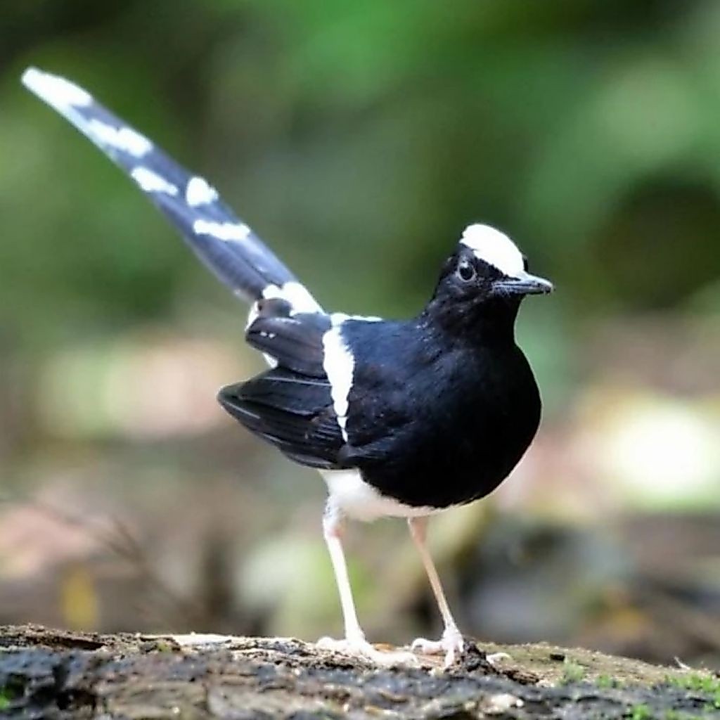 Burung Manintim ( KACER BALI) ekor Panjang Jantan Terbaik