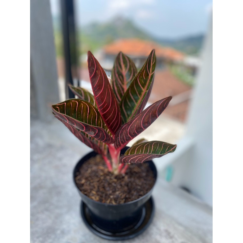 TANAMAN FULL MEDIA bibit bunga aglonema red Sumatra / tanaman aglonema red sumatra asli-tanaman indo
