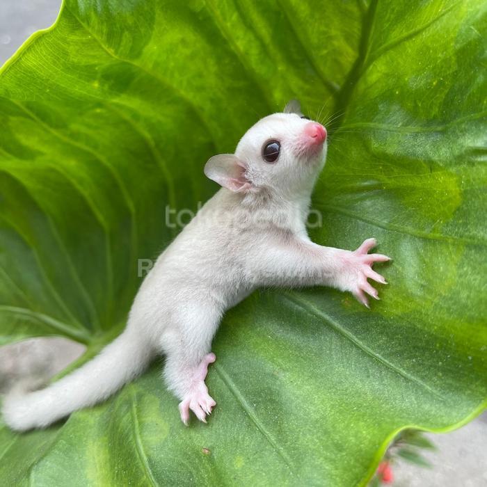 sugar glider creamino anakan - betina