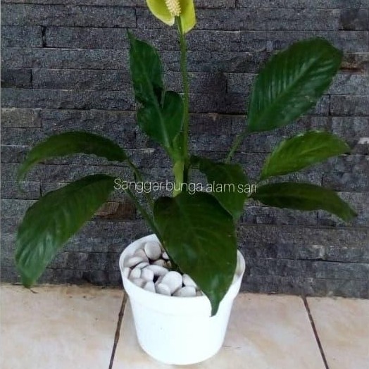 ASLI Taan s Peace Lily / Bunga Putih + Pot Murah READY STOCK