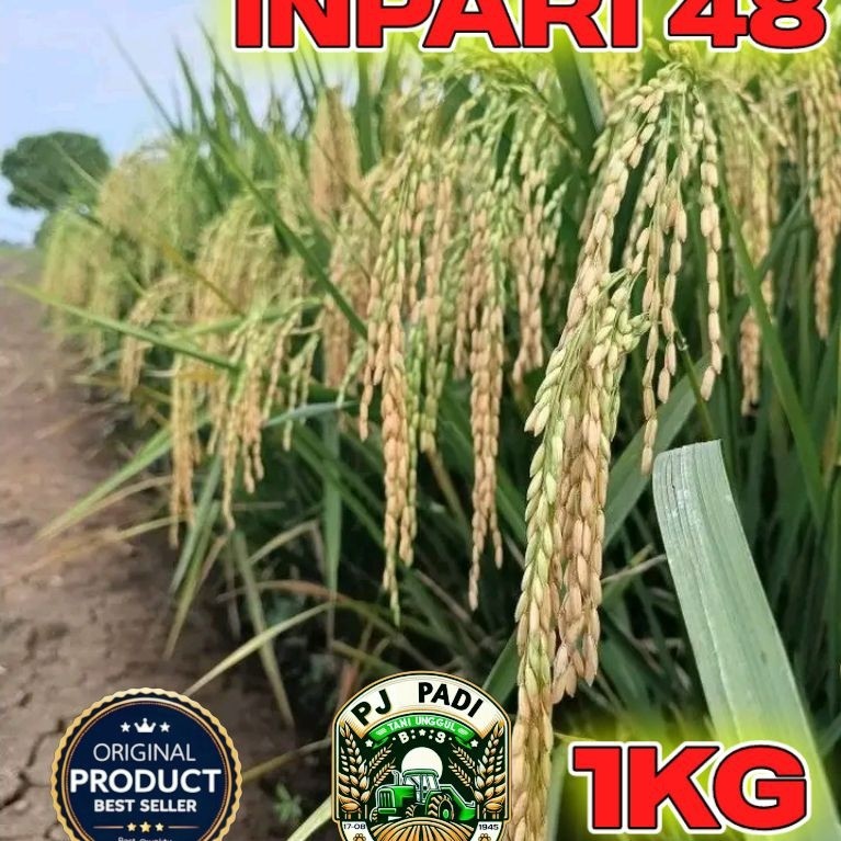 BENIH PADI UNGGUL BERKUALITAS INPARI 48 BLAS KEMASAN 1KG