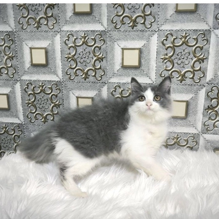 Kucing Persia Anggora Himalaya Ragdoll Kitten