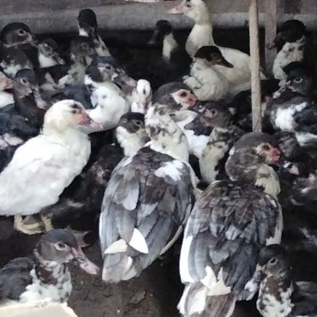 Bebek Entok Bengkulu