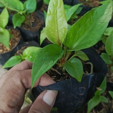 anthurium obor merah