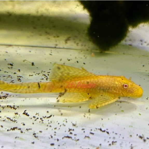 Brushmouth Albino Slayer | Pleco L144