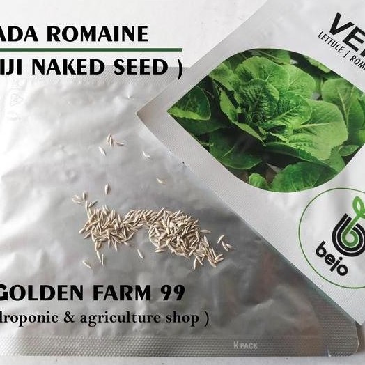 Benih Lettuce Romaine Verapas Bejo Seed - Import Berkualitas