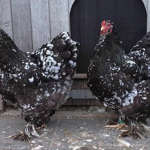 TELUR AYAM HIAS BRAHMA BLACK MOTTLED UNTUK DI TETASKAN Lya_shopp20