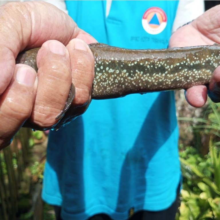 ikan cana