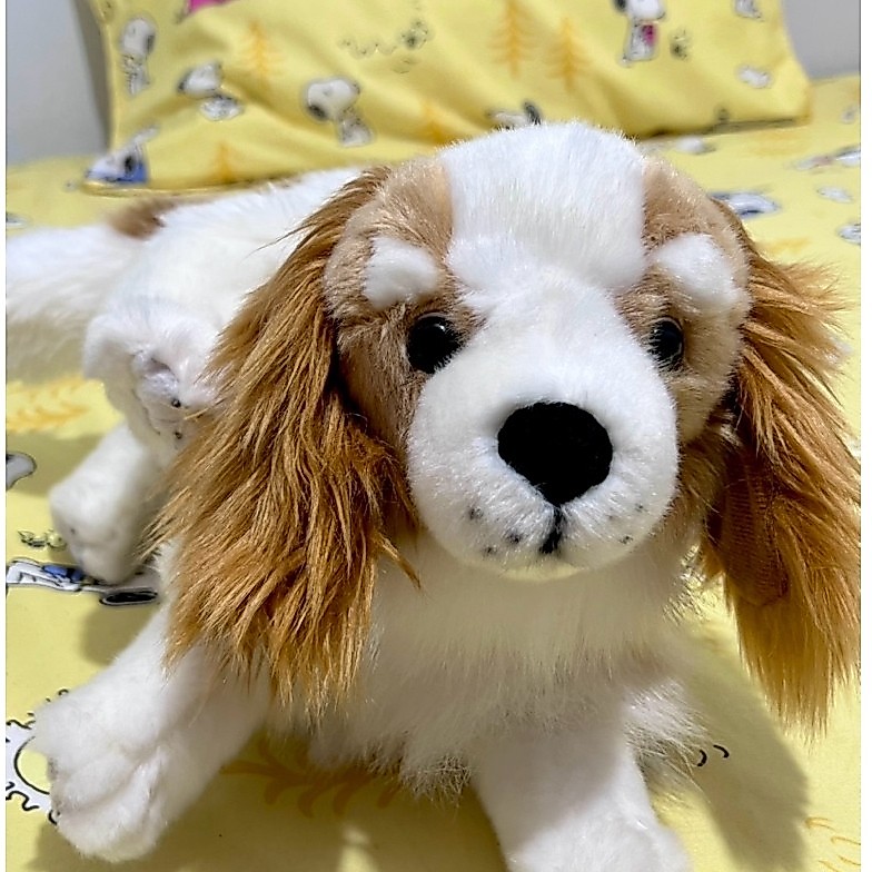 Boneka Anjing Ras Cavalier King Charles Spaniel Posisi  menggaruk Cutting Brand ukuran 30 Cm di CD d