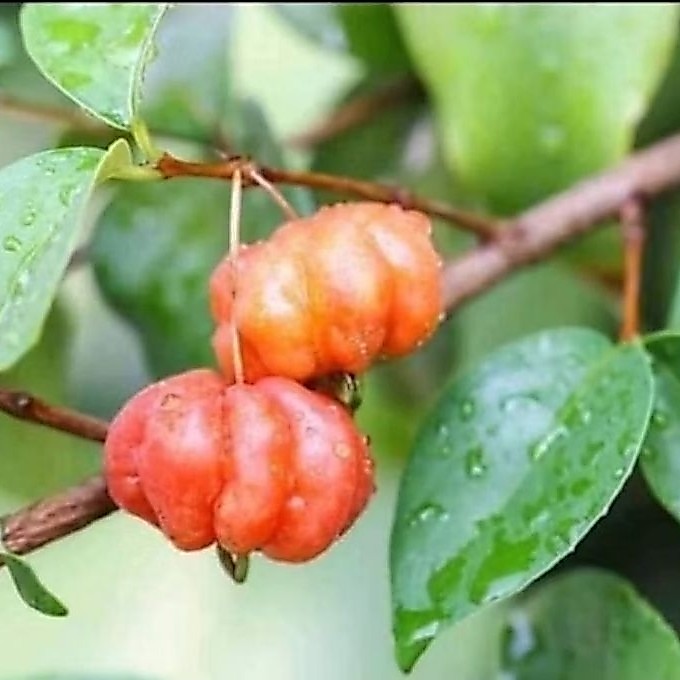 bibit tanaman buah dewandaru (cermai belanda)