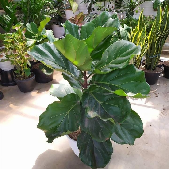 PROMO Tanaman hias Ketapang biola Cantik - daun besar - indor dan outdor