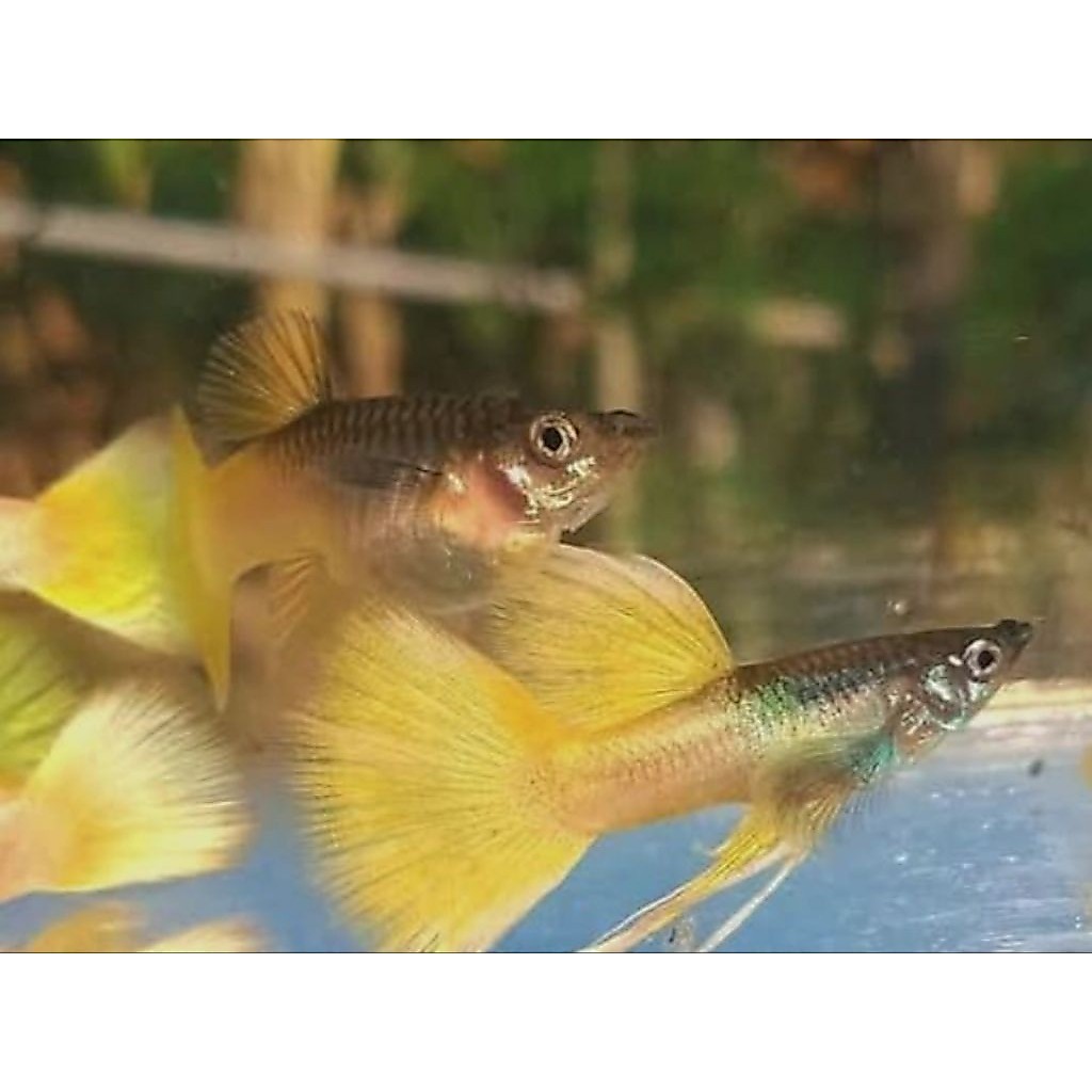 Hiasan Aquarium Guppy Yellow Pingu Ribbon