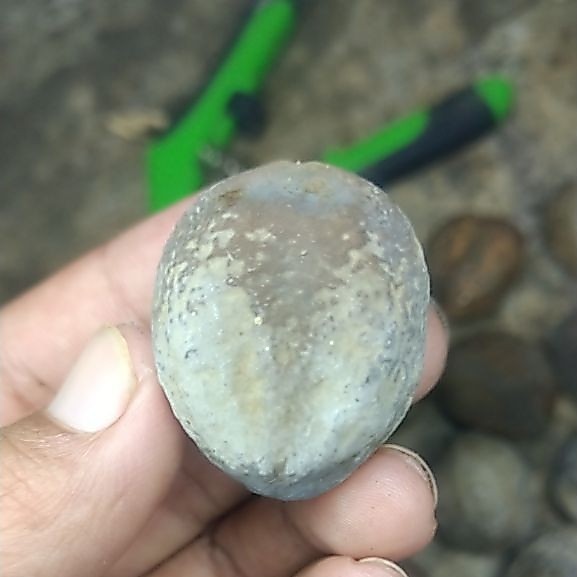 Dampa Muncang Artisan/Kojoan Bibit Muncang