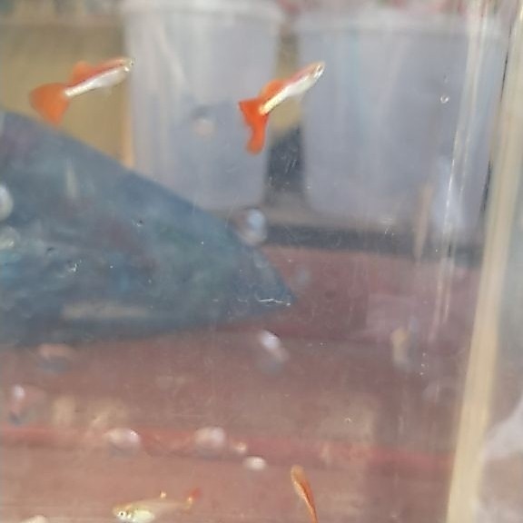 mainan guppy indonesian flag pair