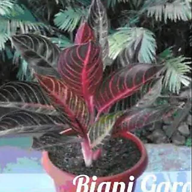 AGLONEMA RED SUMATERA DAUN 6-7