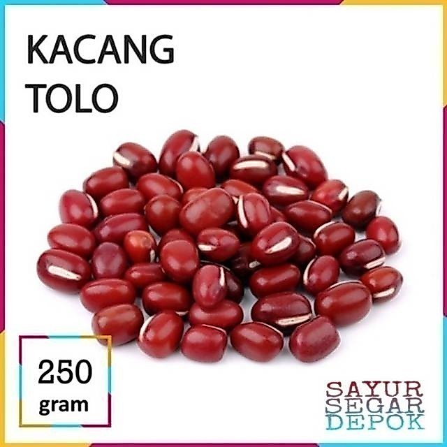 KACANG TOLO