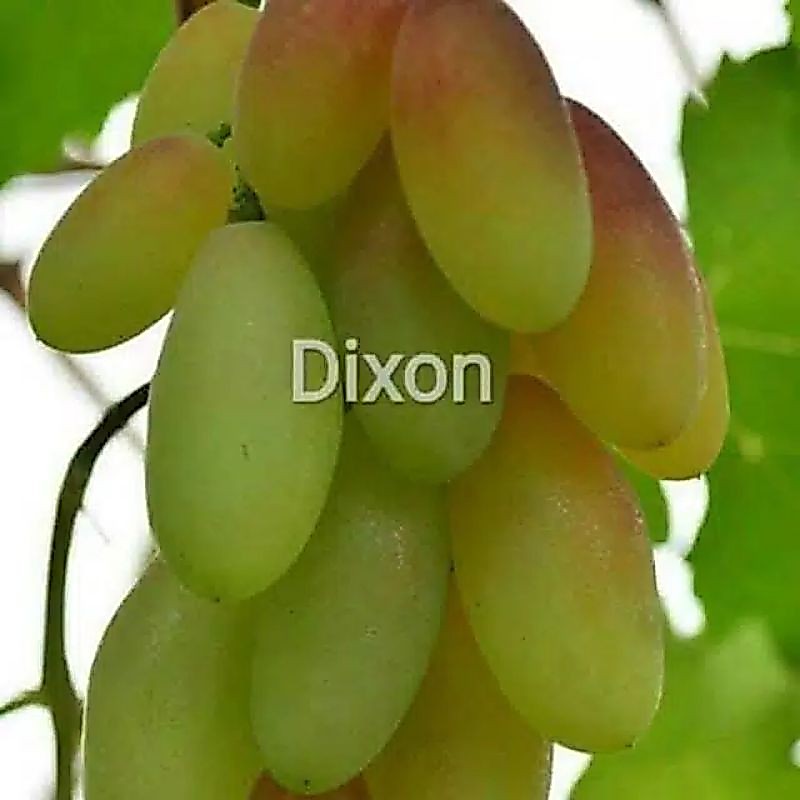 bibit anggur import dixon genjah