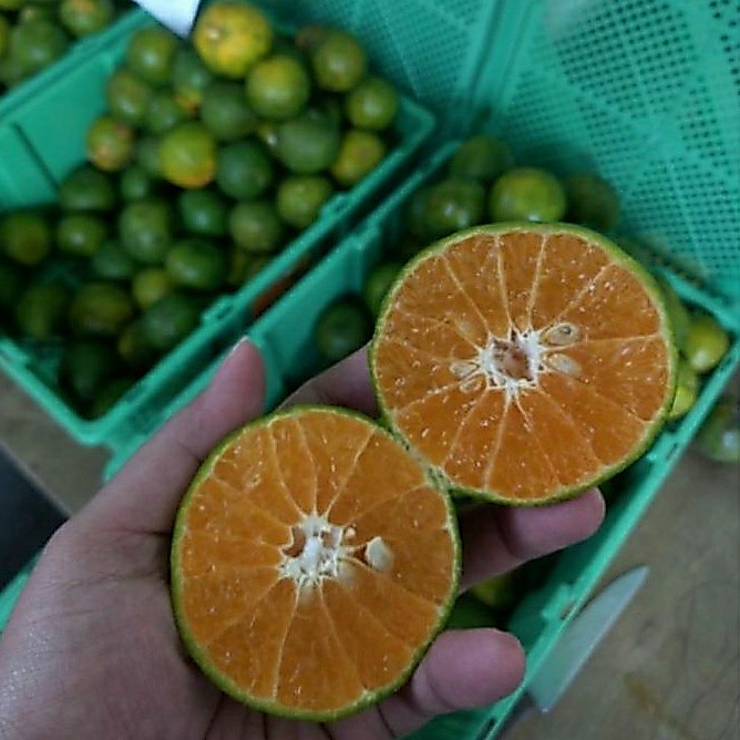 Buah Jeruk Peras Siam Pontianak Manis / 1 Keranjang 10Kg