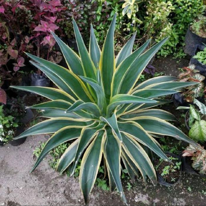 tanaman hias bromelia agave king