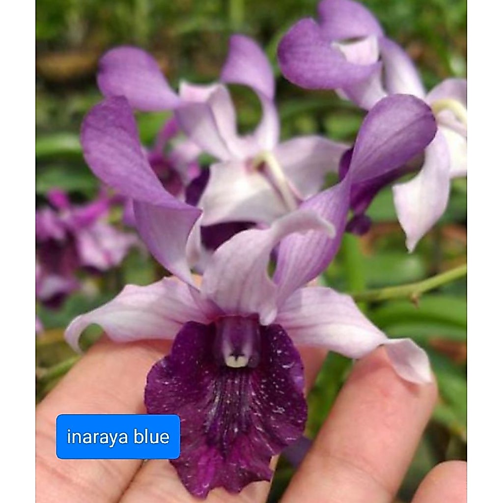 dendro.inaraya.blue