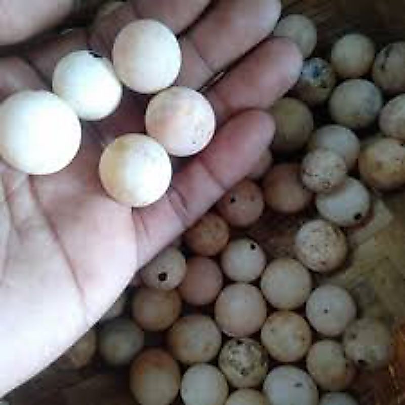 telur bulus siap netas