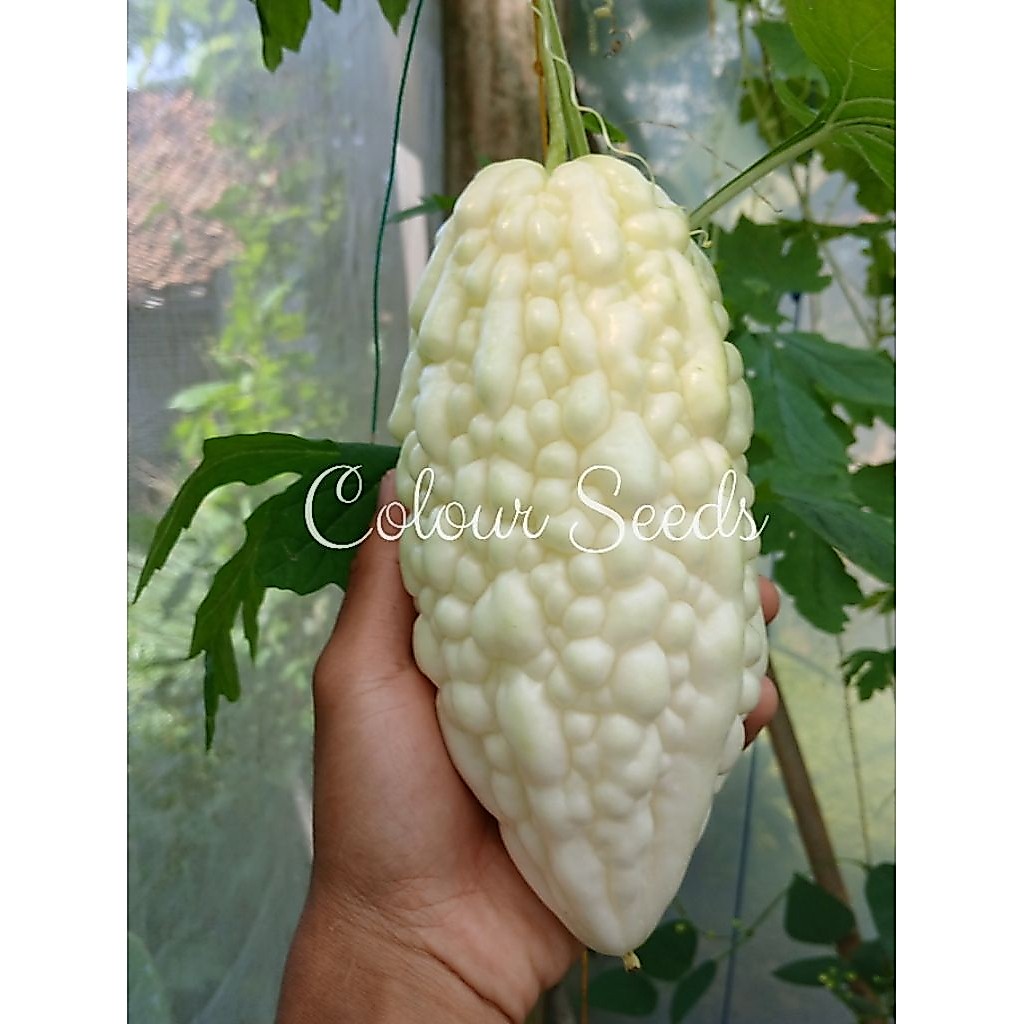 Benih bibit pare paria putih jyunpaku isi 3 biji