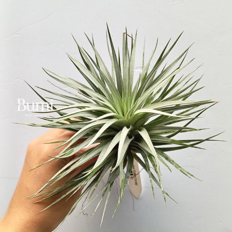 BUMI ORCHIDS Tillandsia Houston 'Cotton Candy' - AIR PLANTS Tanaman Udara Orchids     Berkualitas