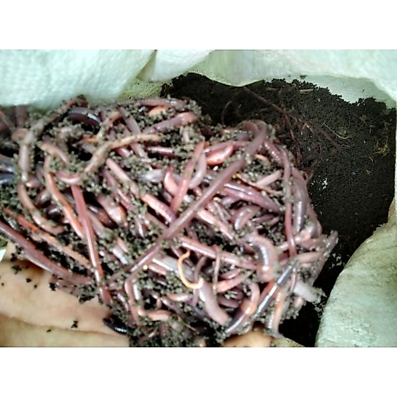 Cacing ANC | Cacing Merah Hasil Alam