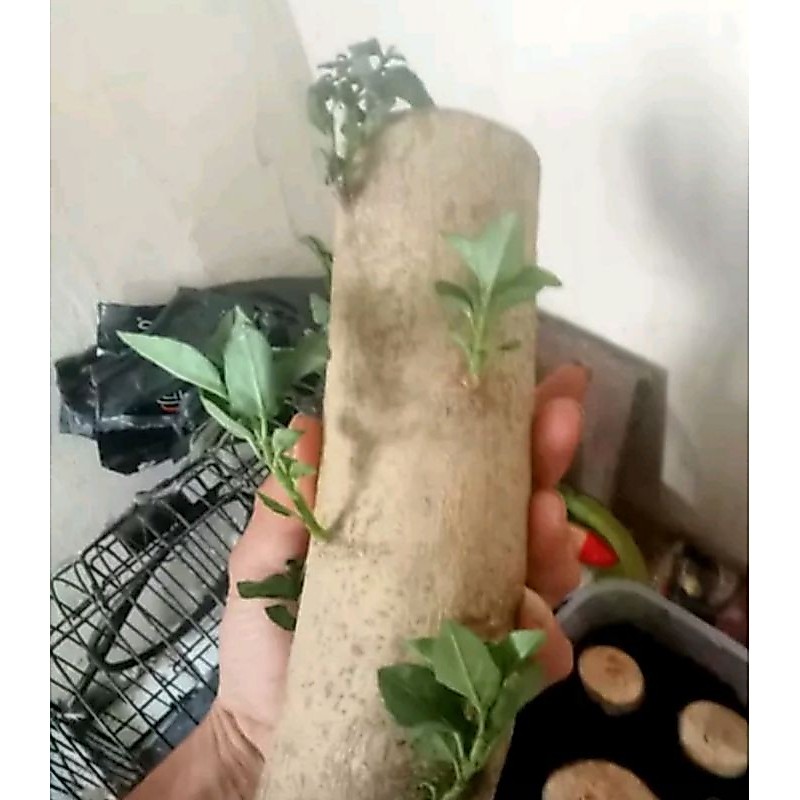 bahan stek Sancang batang besar_fresh potong