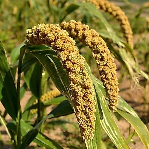 Seed Center Bibit Benih Jewawut Jawawut (5 Gram)