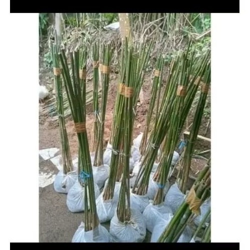 Bibit Bambu Jepang Isi 10 Batang Untuk Pagar