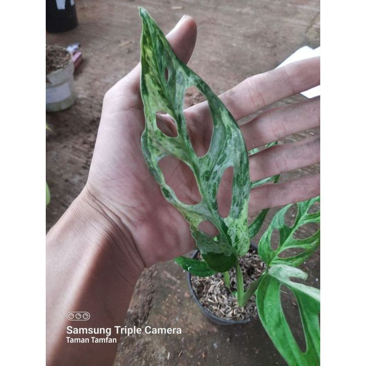 TANAMAN FULL MEDIA Bibit Janda Bolong Variegata (Monstera Adansonii Varigata) Asli - Koleksi Langka 