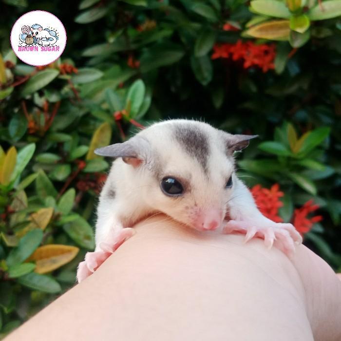 Sugar Glider Mozaik Joey by Sugarglider Brownsugar
