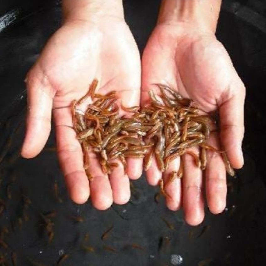 (pemanis akuarium) Bibit ikan Gabus/Toman predator size 3-5 cm isi 10 ekor+bonus pelet