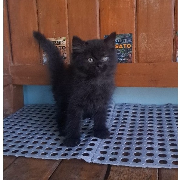 kucing persia hitam longhair lucu black solid murah