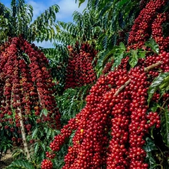 Kebun Rifai - Entres Kopi bagio / Harga perranting