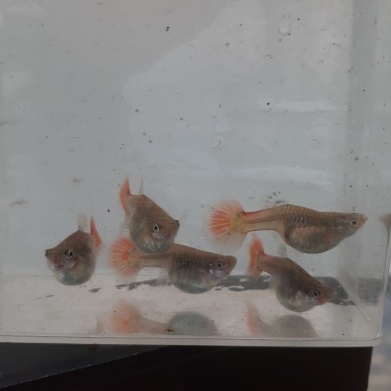 Guppy PRTDE indukan