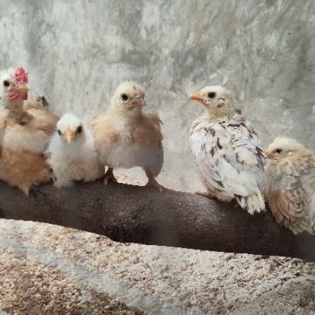 Anak ayam kate