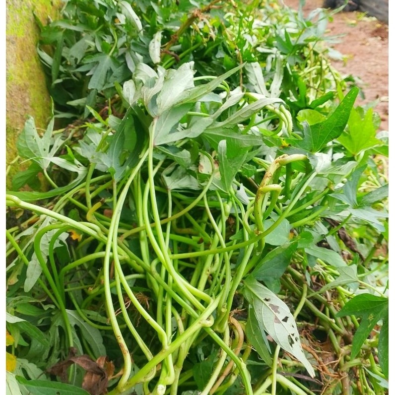 Bibit Ubi Cilembu Asli - Bibit Ubi Cilembu Sumedang Ubi Madu, 50 Batang per Ikat