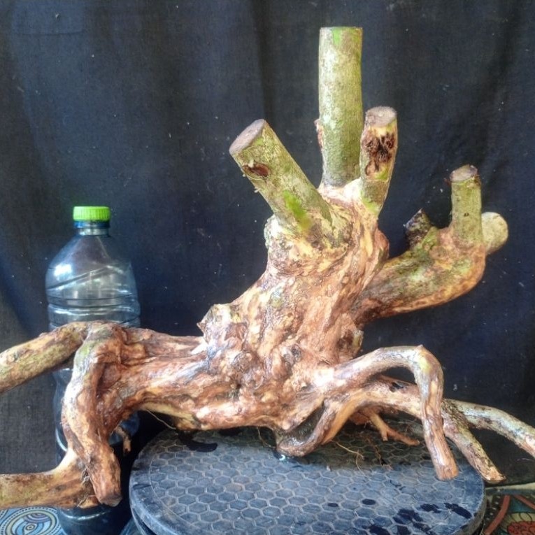 Bahan bonsai lantana besar berkarakter