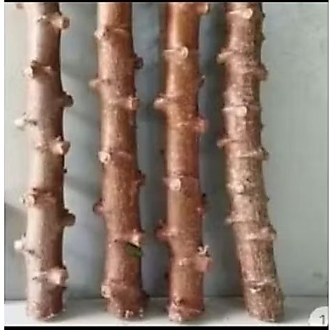5 batang bibit stek ubi kayu ubi singkong batang jumbo