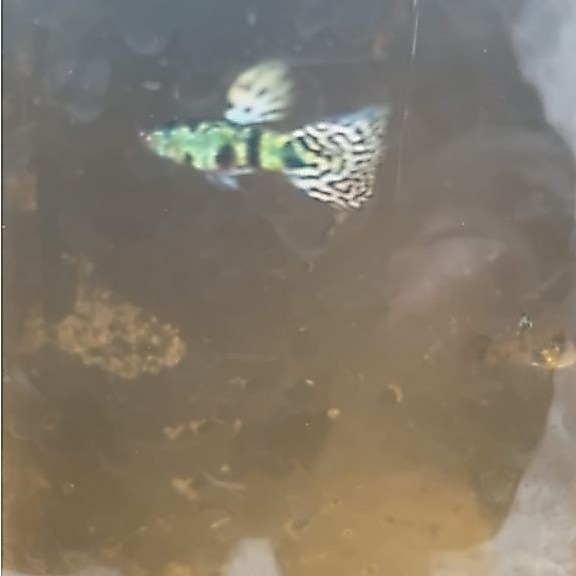 mainan guppy ytkc