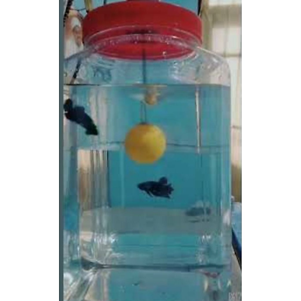 mesin untuk ikan cupang aduan / laga