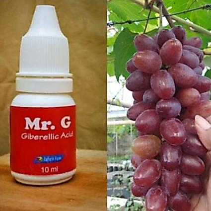 Pazx- Pupuk Anggur Lengkap Cppu, Mr. G, Auxin, Hrow Untuk Memperbesar Bunga Dan Buah Anggur