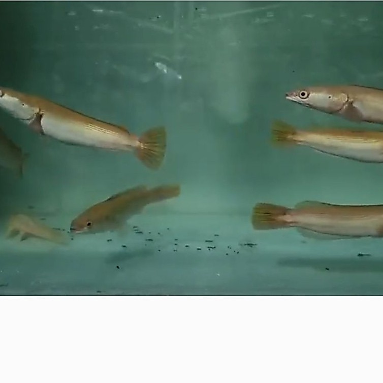 sticker IKAN CHANA TOMAN GOLDEN XHANTIC 5-8CM new stok